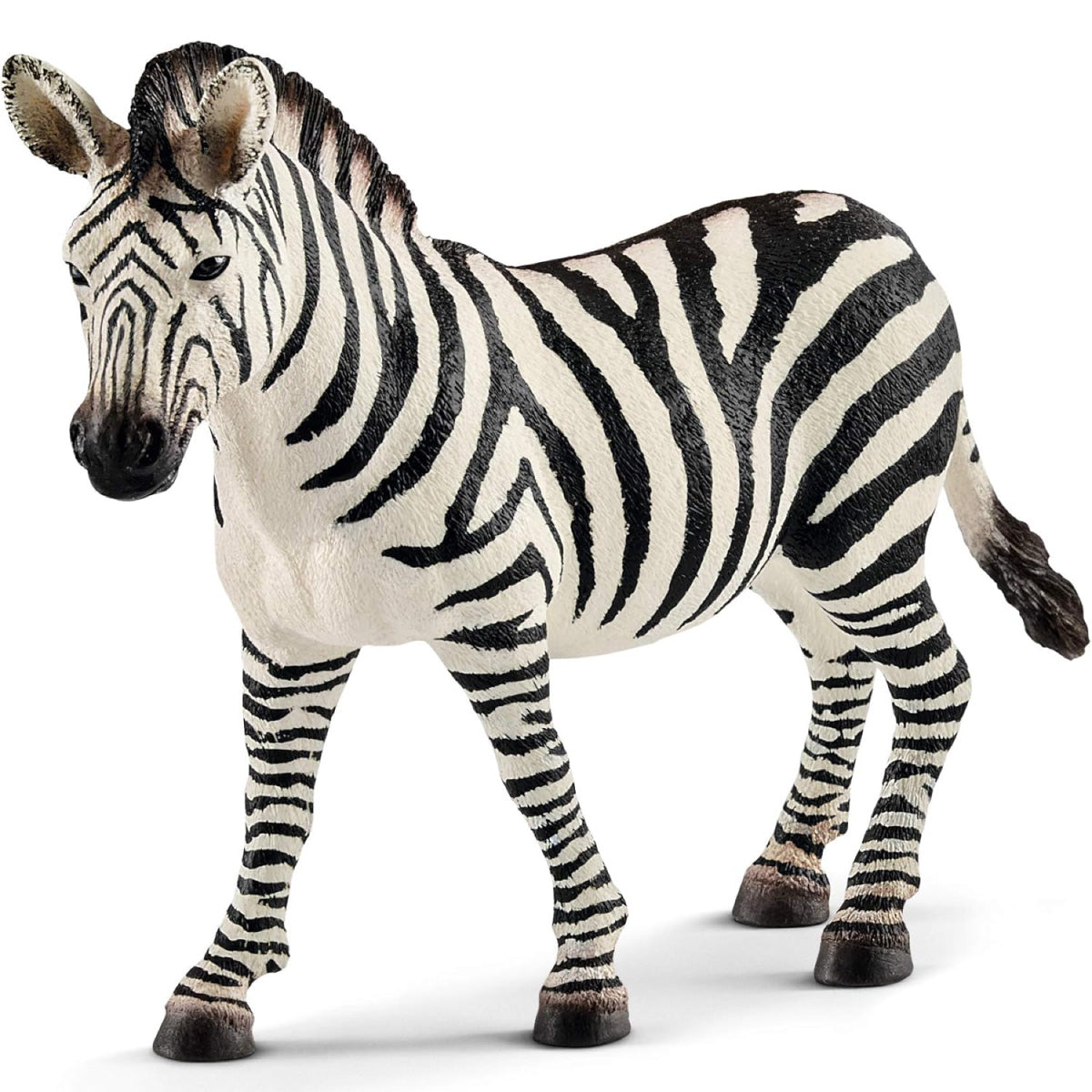 femmina di zebra