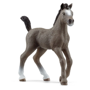 puledro cheval de selle francais