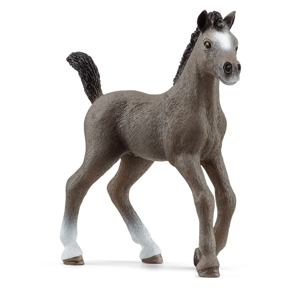 puledro cheval de selle francais