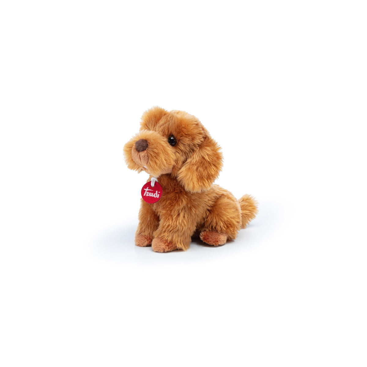 barboncino toy oliver seduto
