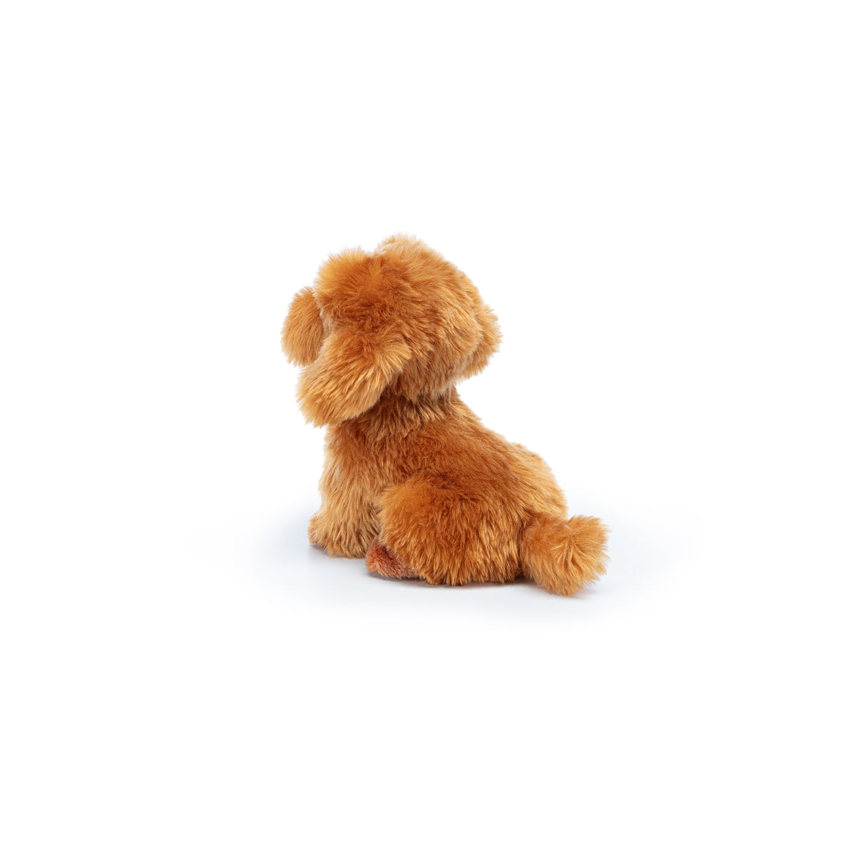 barboncino toy oliver seduto