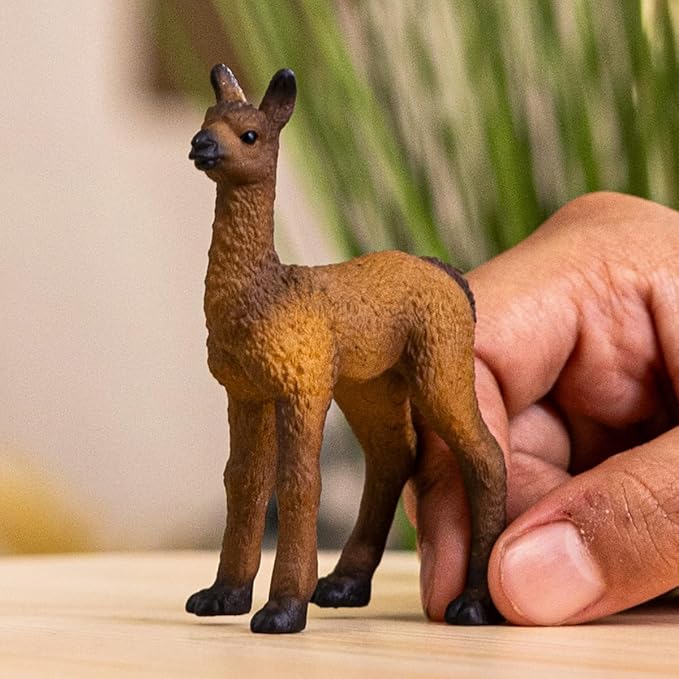 cucciolo di lama