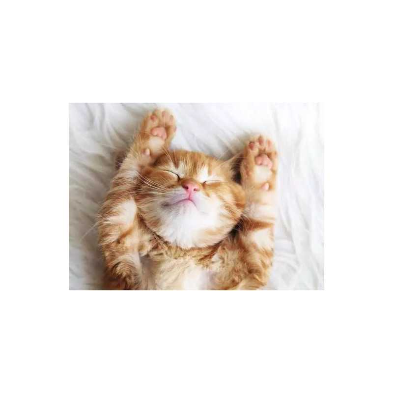 cucciolo di gatto - puzzle 500 pezzi