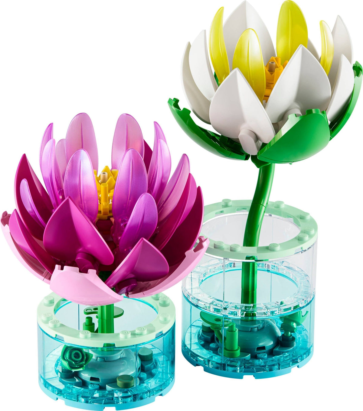 Botanicals 11511 ninfee