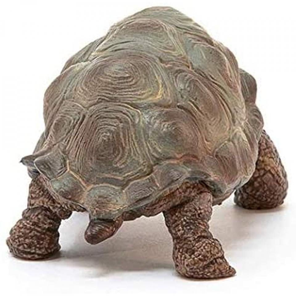 tartaruga gigante